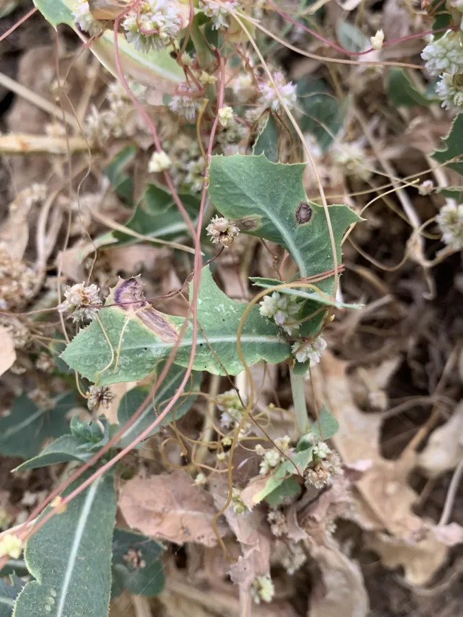 Cuscuta kurdica