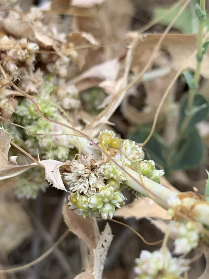 Cuscuta kurdica
