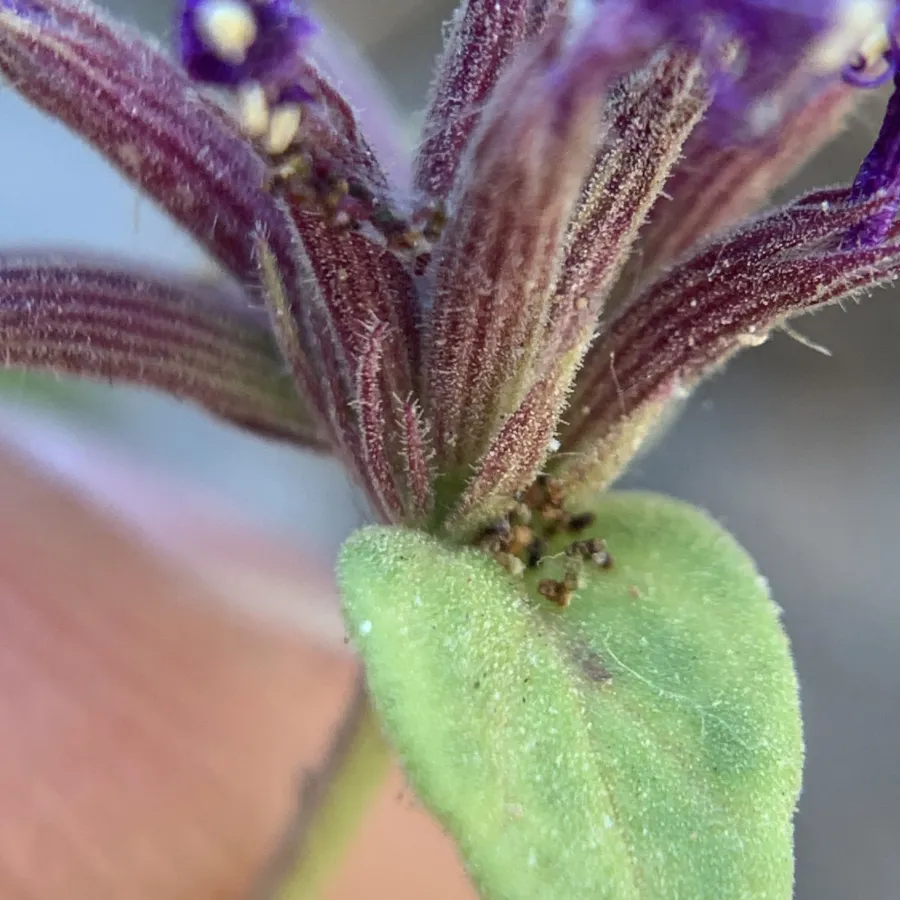 Cyclotrichium stamineum