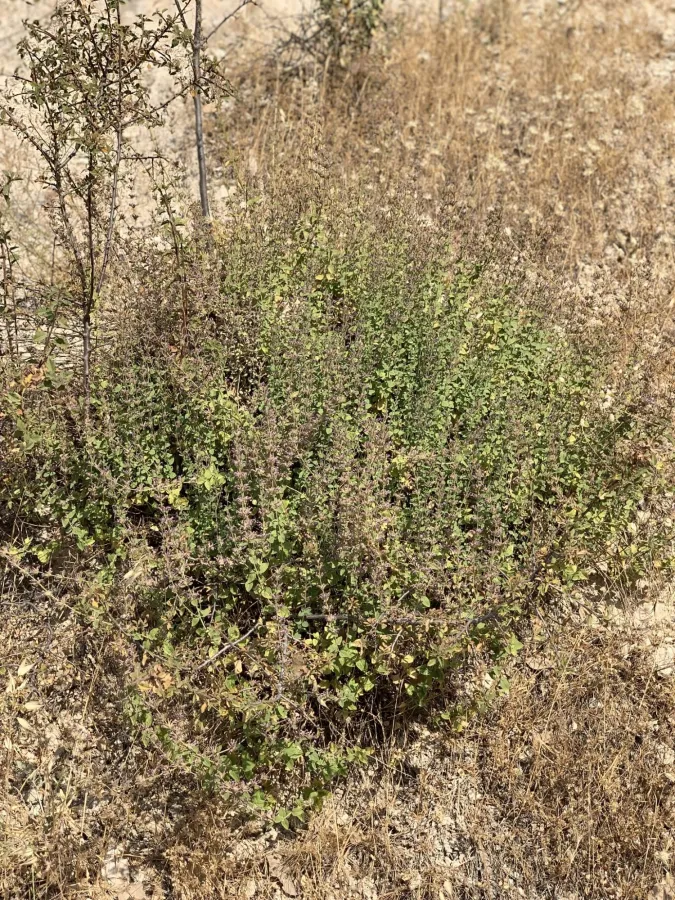 Cyclotrichium stamineum