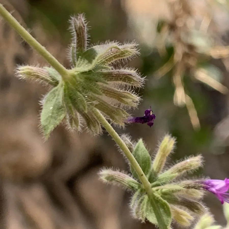 Cyclotrichium stamineum