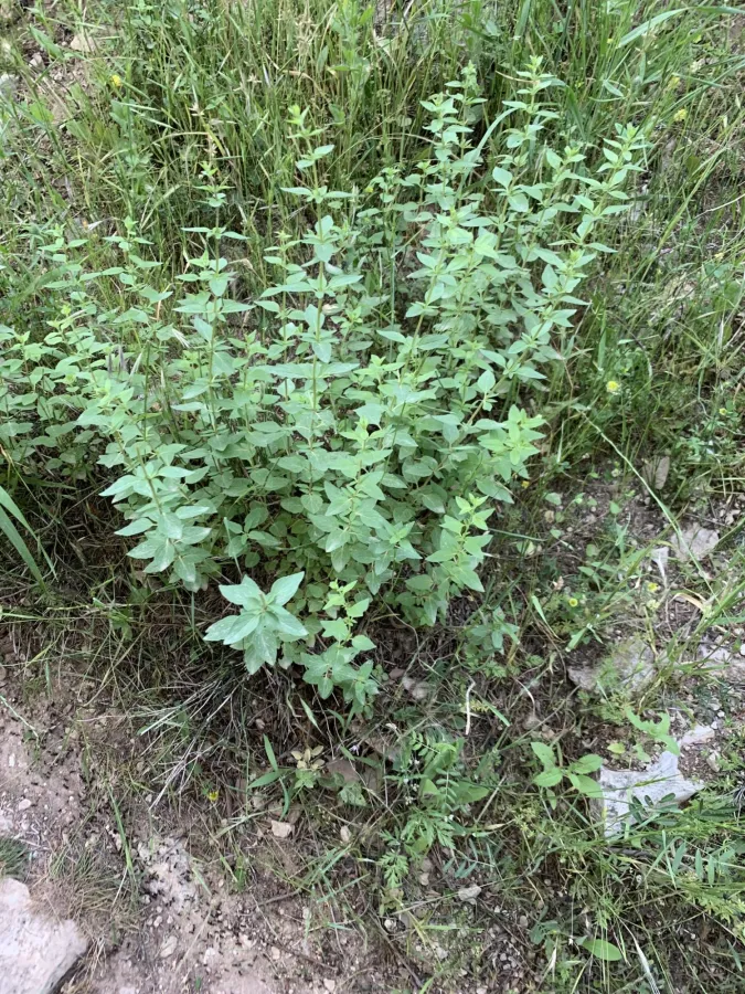 Cyclotrichium stamineum