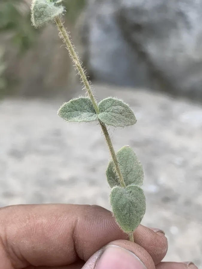 Cyclotrichium straussii