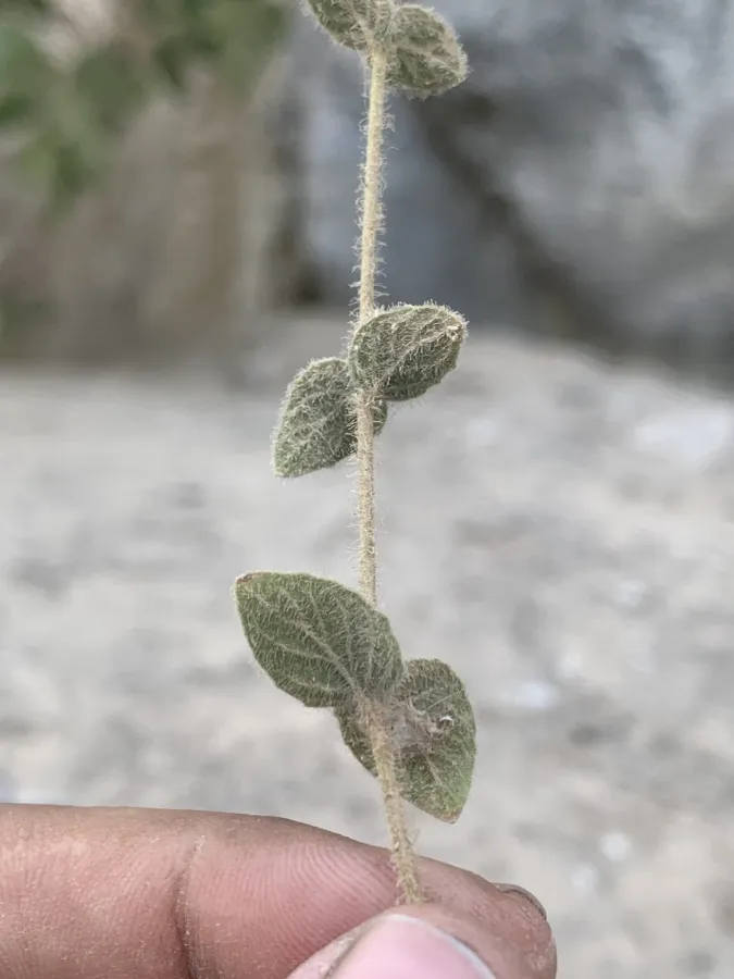 Cyclotrichium straussii