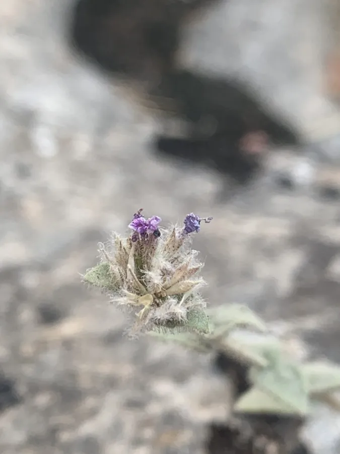 Cyclotrichium straussii