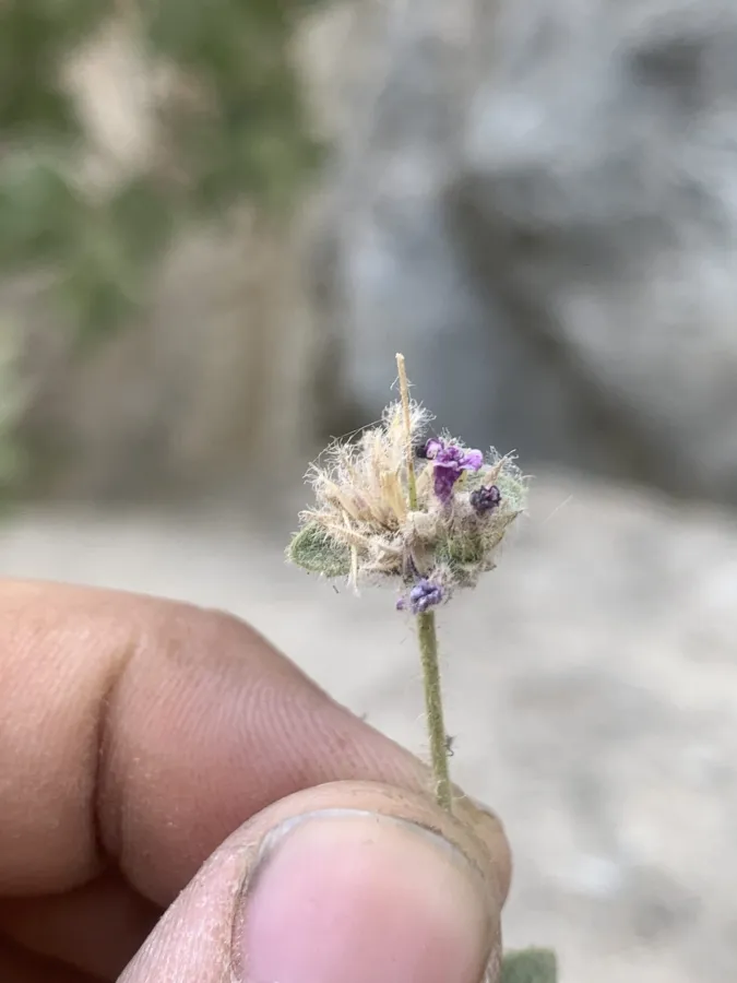 Cyclotrichium straussii