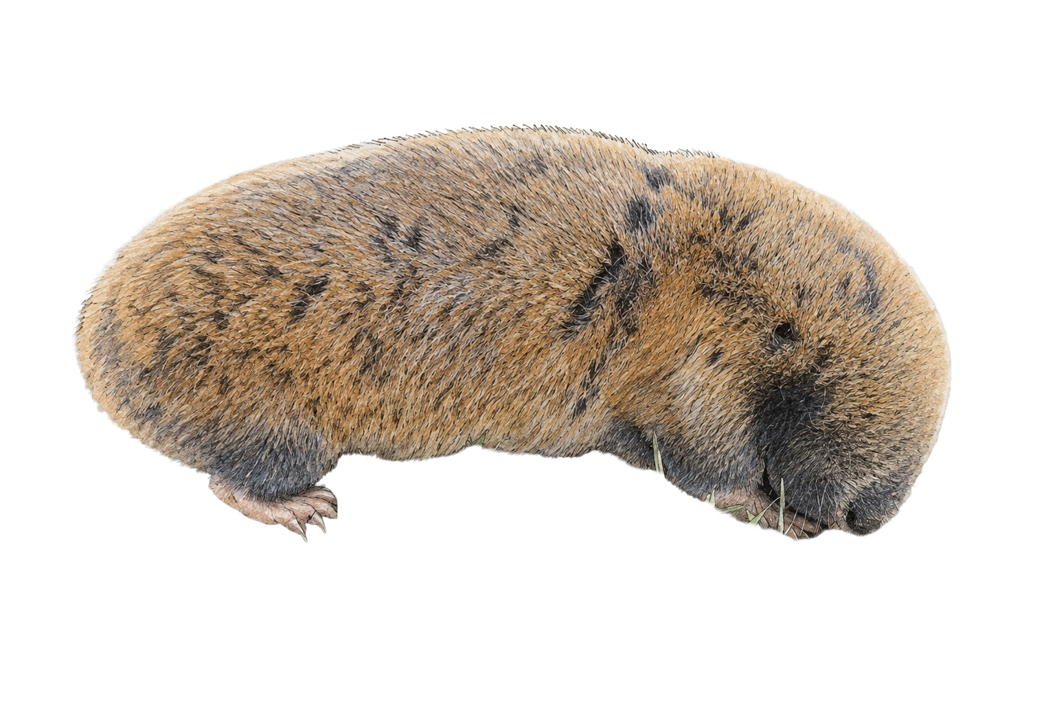 Middle East Blind Mole Rat