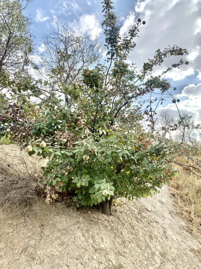Cydonia oblonga