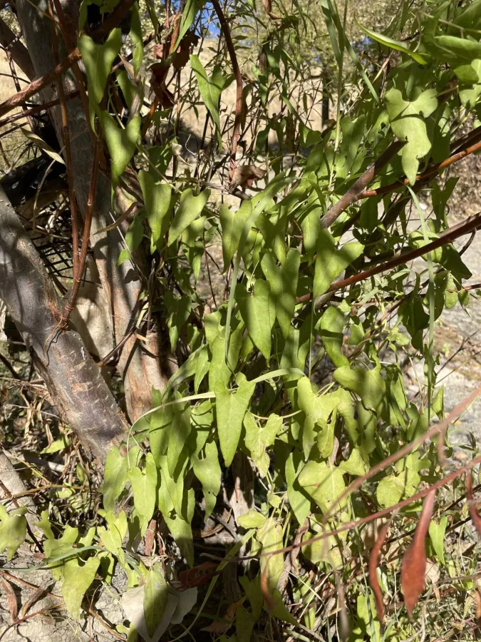 Cynanchum acutum