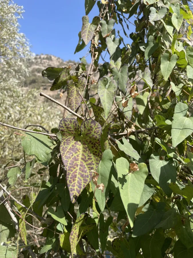 Cynanchum acutum