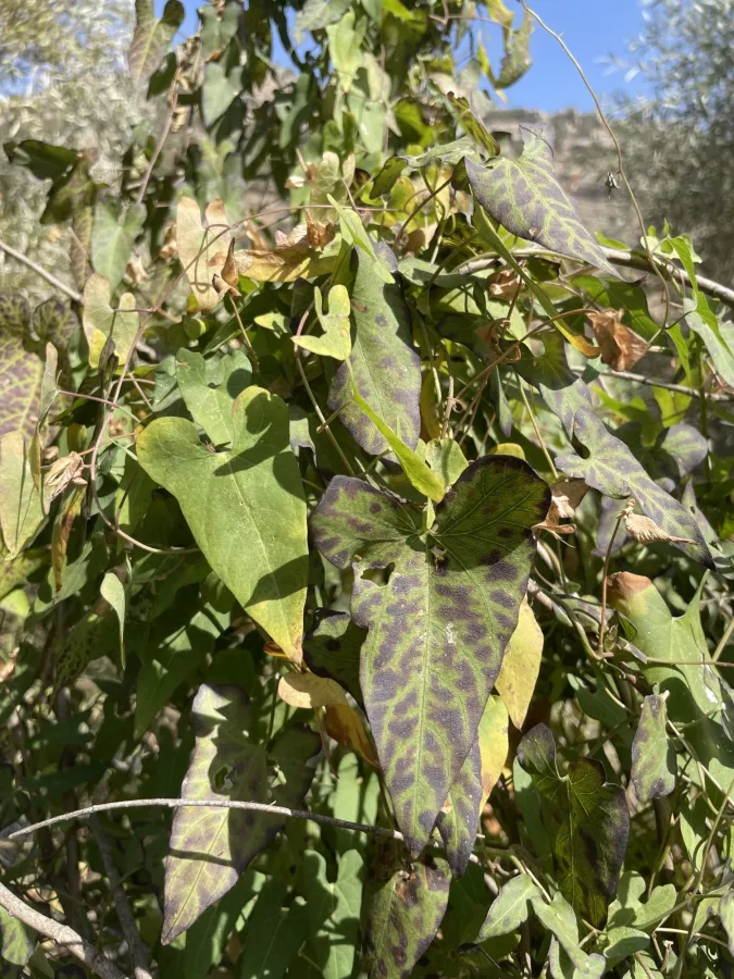 Cynanchum acutum