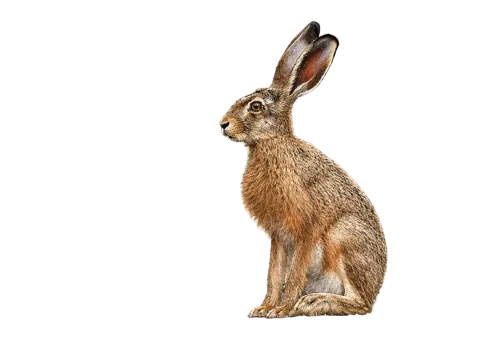 European Hare