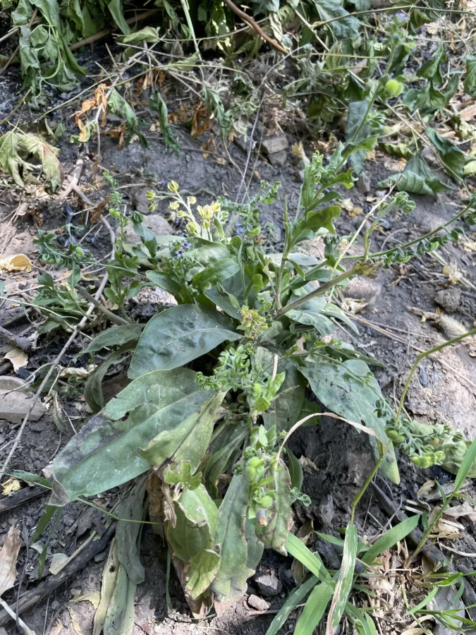 Cynoglossum creticum