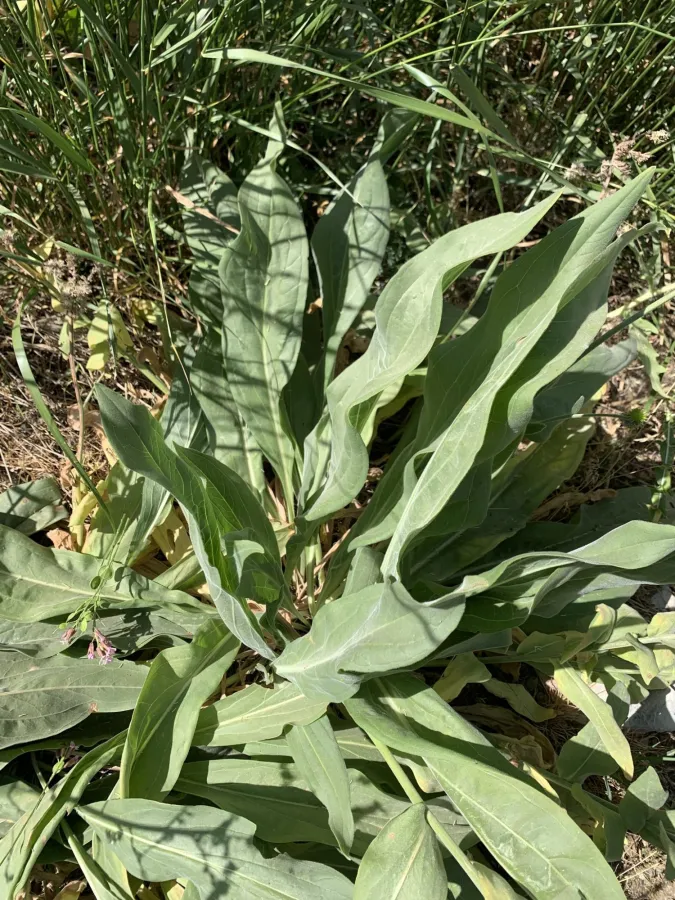 Cynoglossum creticum