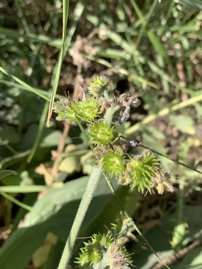 Cynoglossum creticum