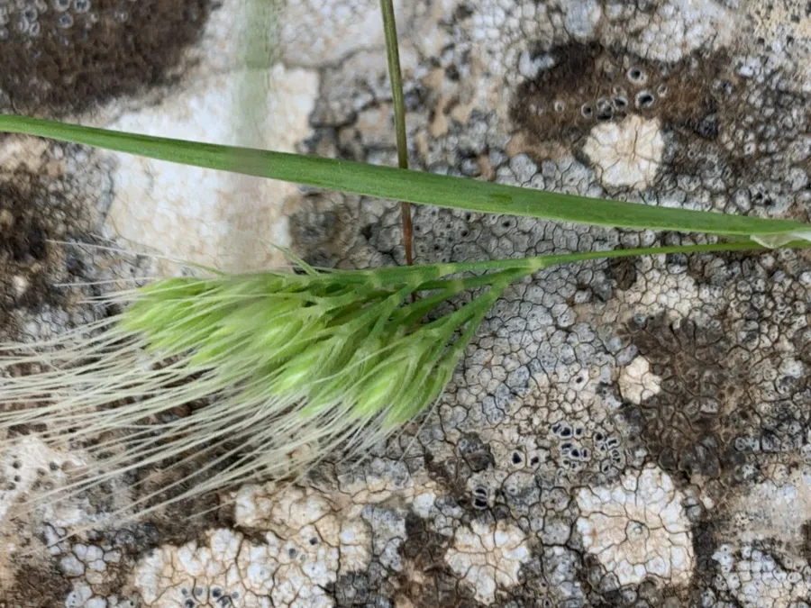 Cynosurus effusus