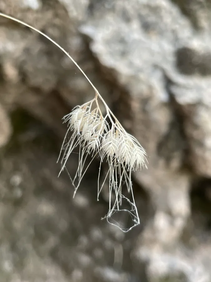 Cynosurus effusus