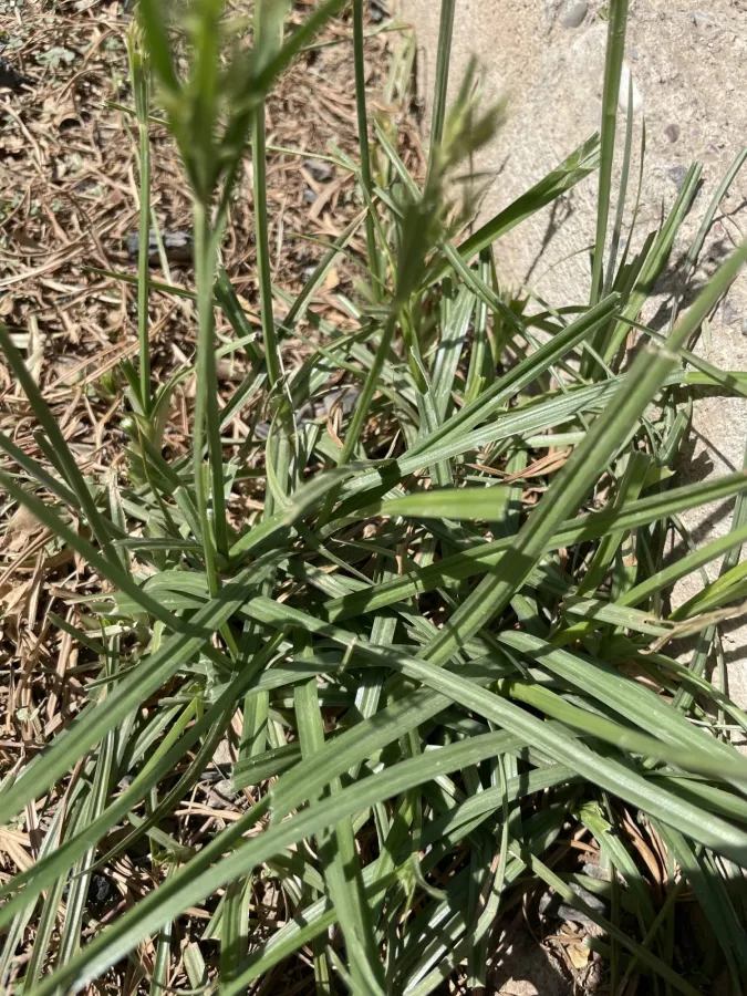 Cyperus esculentus