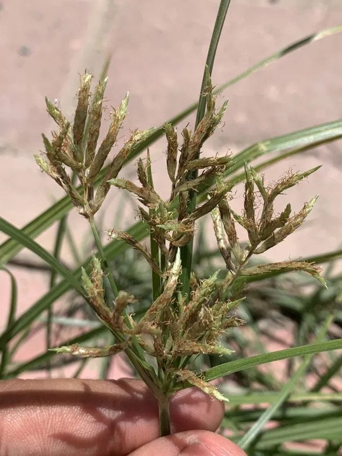 Cyperus esculentus