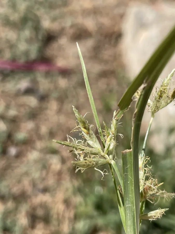 Cyperus esculentus