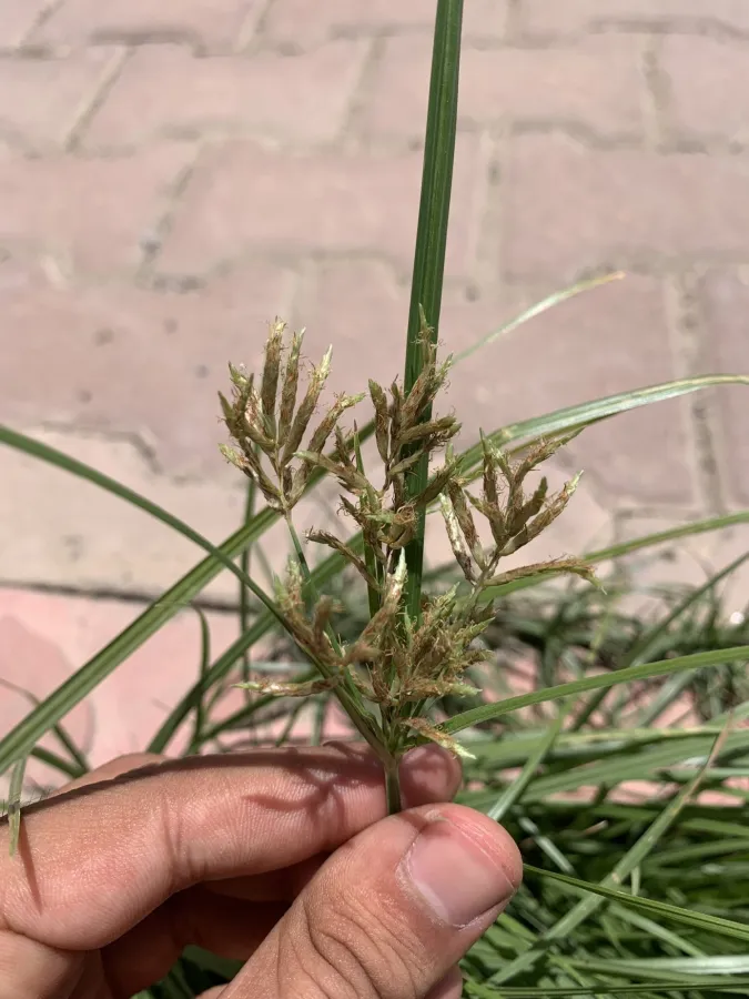 Cyperus esculentus