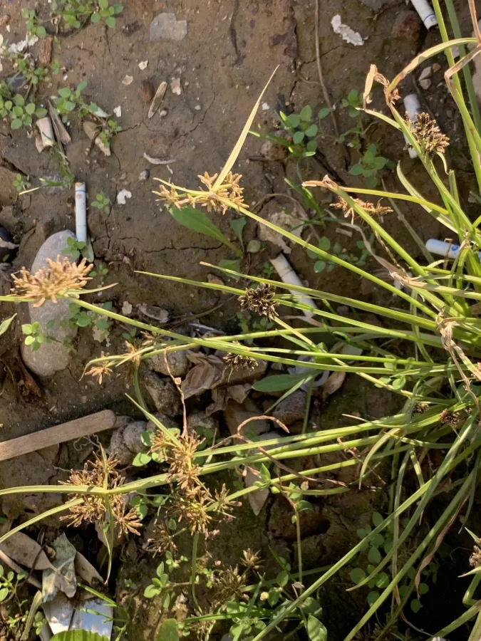 Cyperus flavescens