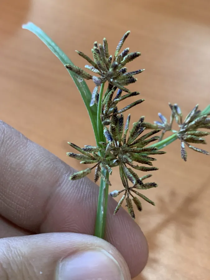 Cyperus flavescens