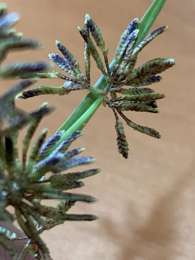 Cyperus flavescens