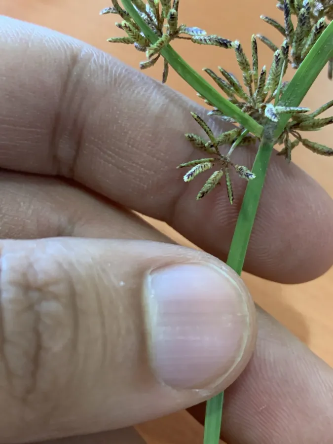 Cyperus flavescens