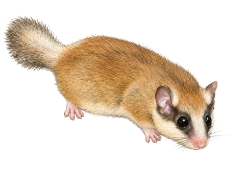 Forest Dormouse