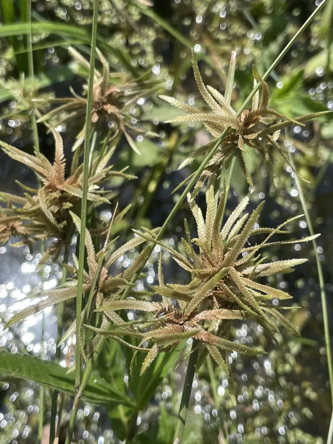Cyperus flavidus