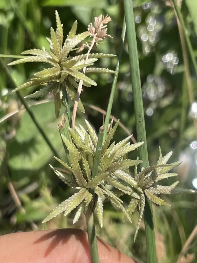 Cyperus flavidus