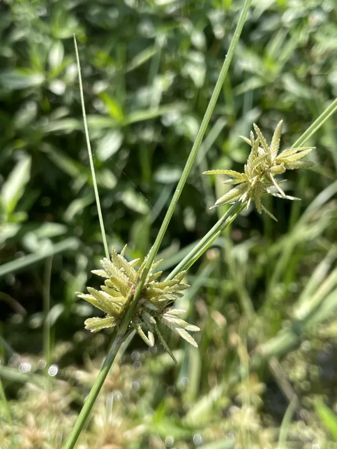 Cyperus flavidus