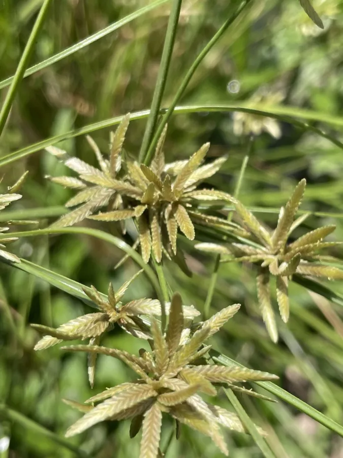 Cyperus flavidus