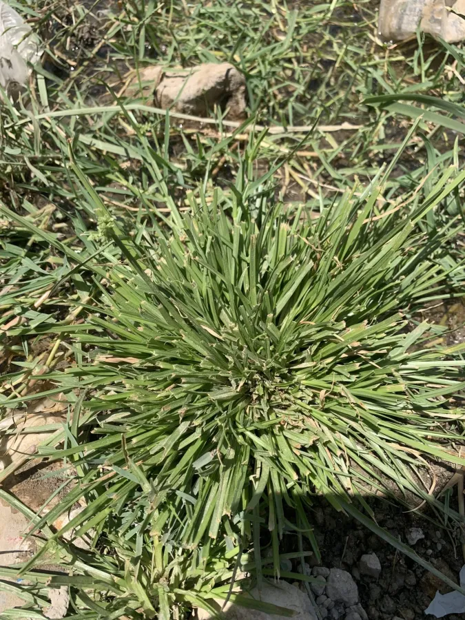 Cyperus fuscus
