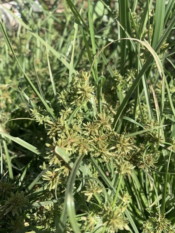 Cyperus fuscus