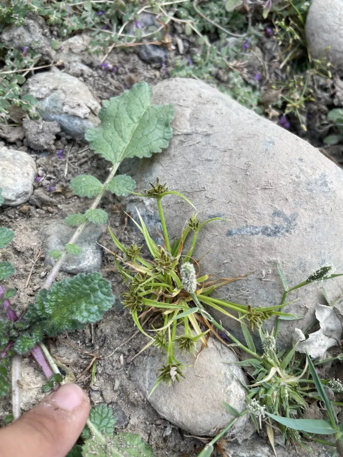 Cyperus fuscus