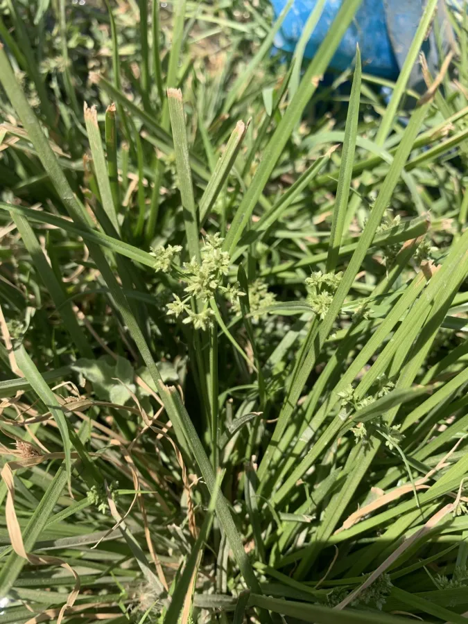 Cyperus fuscus