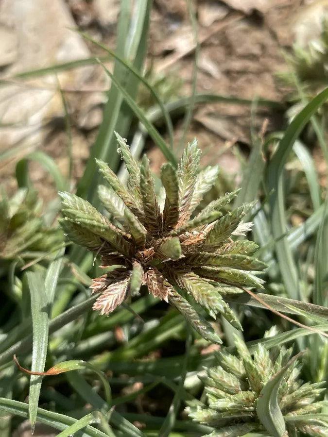 Cyperus glaber