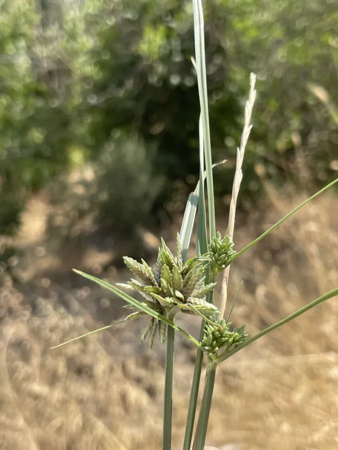 Cyperus glaber