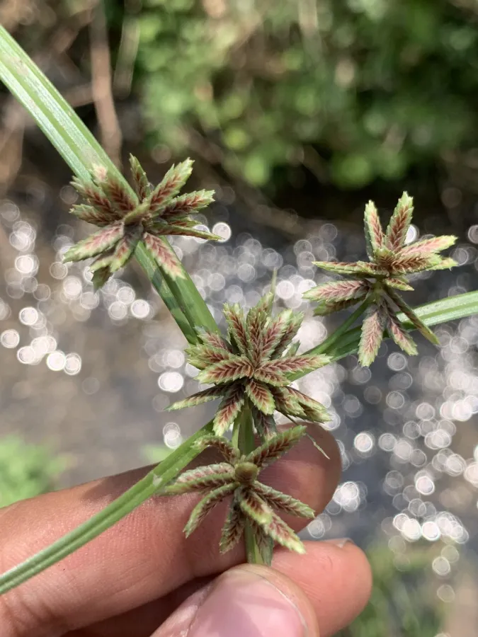 Cyperus glaber