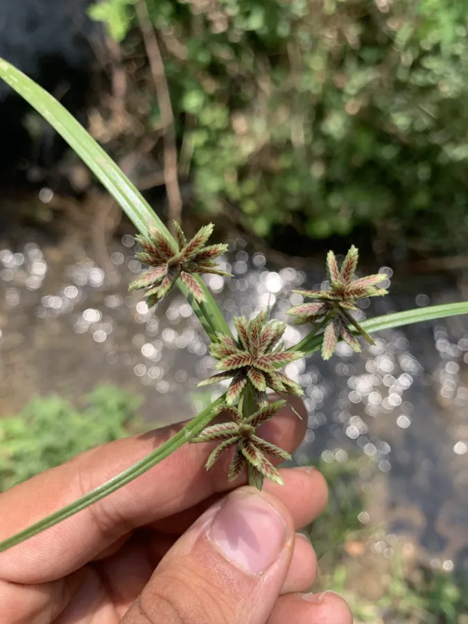 Cyperus glaber