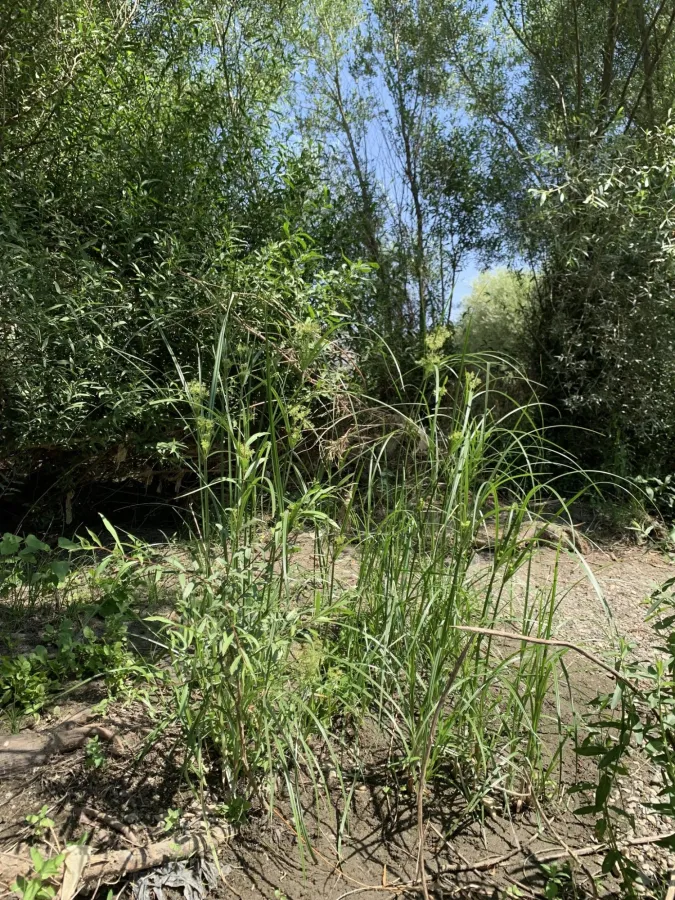 Cyperus longus