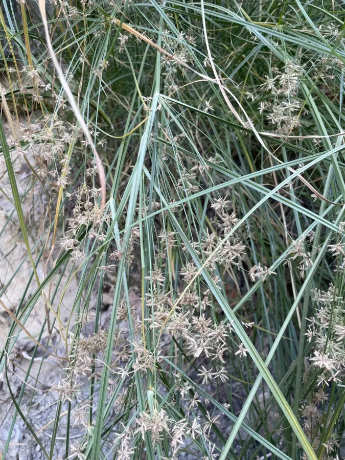 Cyperus longus