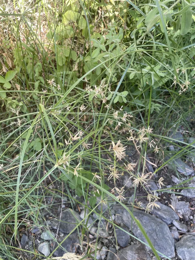 Cyperus longus