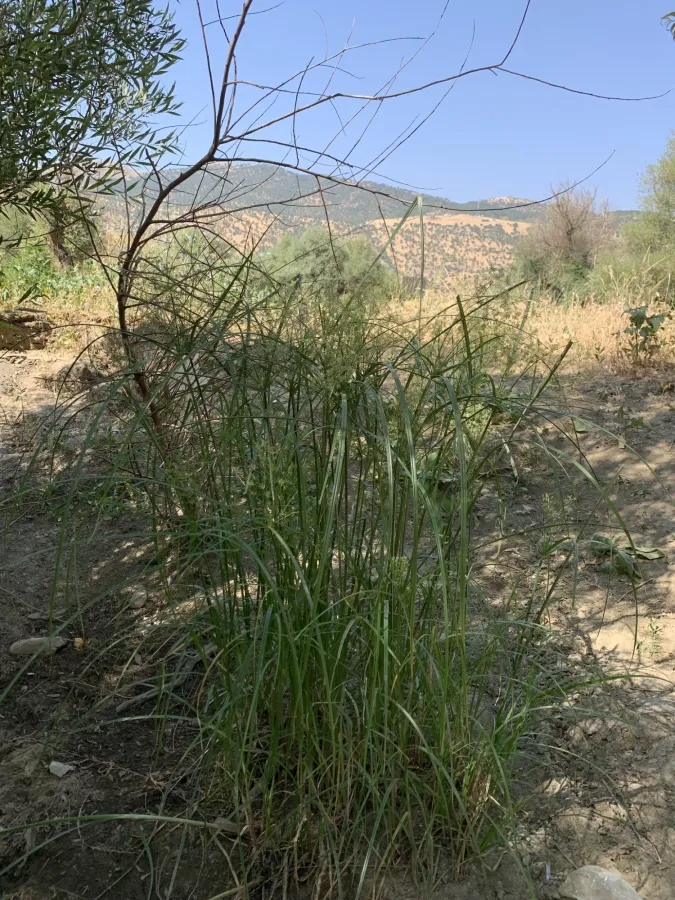 Cyperus longus