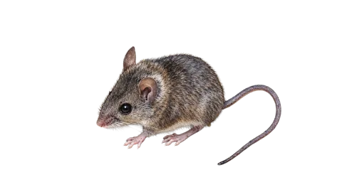 Eastern Broad-toothed Field Mouse