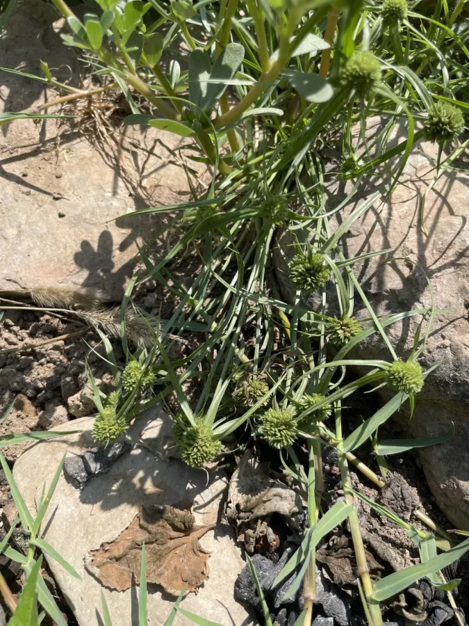 Cyperus michelianus