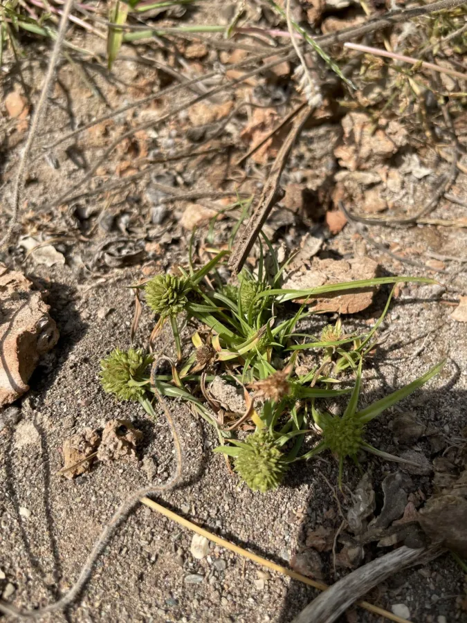 Cyperus michelianus
