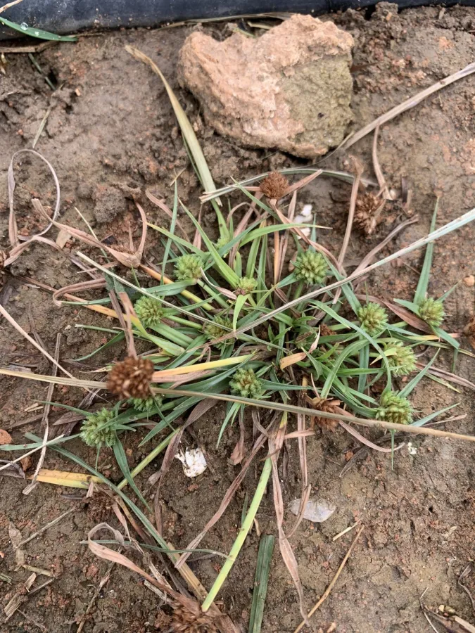 Cyperus michelianus